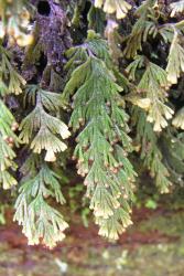 Hymenophyllum malingii. Fertile frond showing solitary sori.  
 Image: L.R. Perrie © Te Papa 2005 CC BY-NC 3.0 NZ